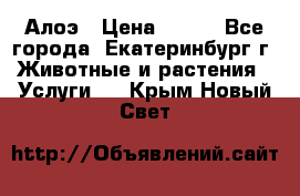 Алоэ › Цена ­ 150 - Все города, Екатеринбург г. Животные и растения » Услуги   . Крым,Новый Свет